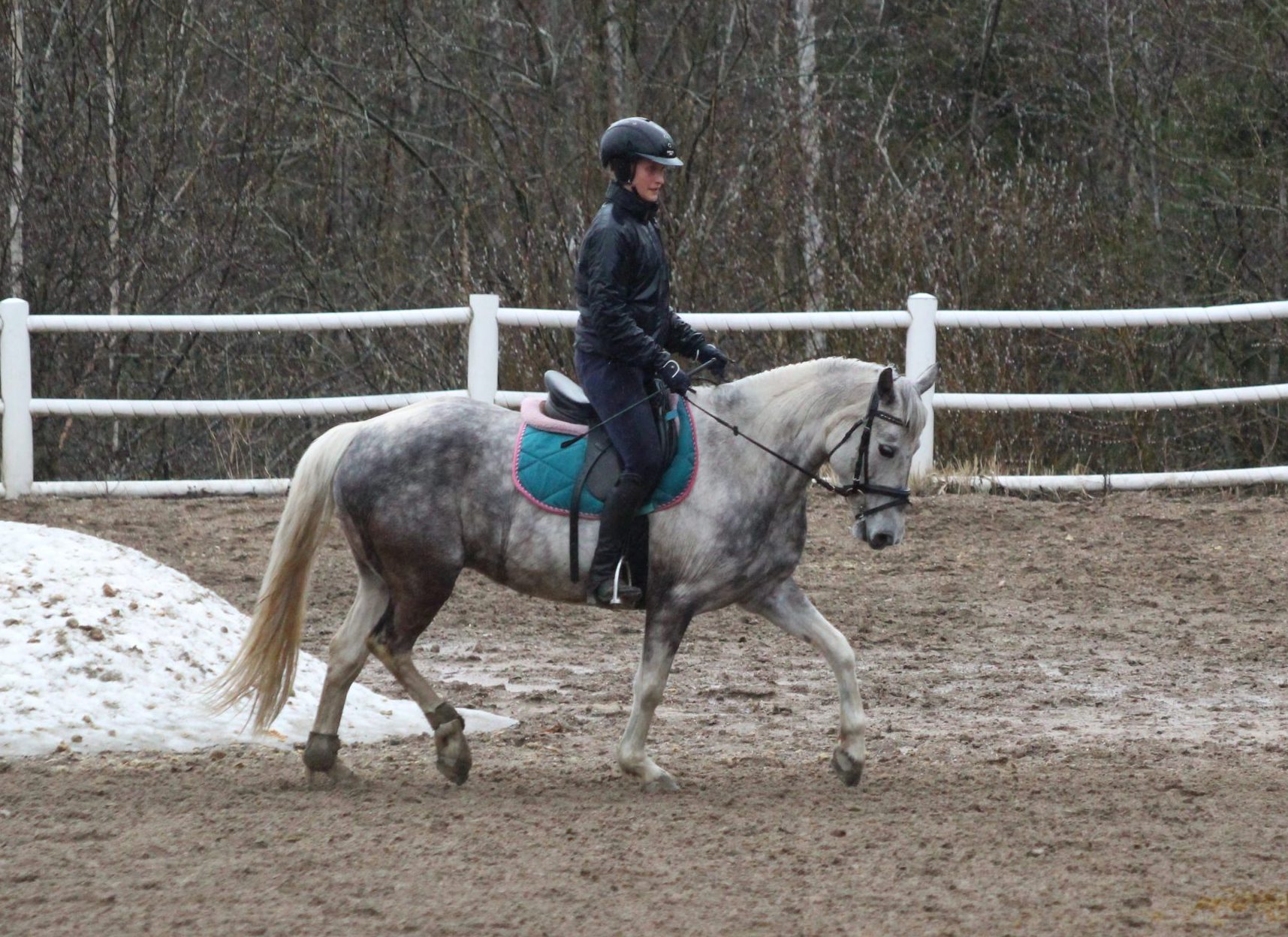Troijan Hevonen: Koulutunti Etelä-Vantaan Ratsastuskoululla