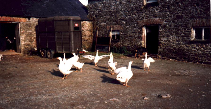 irlanti98_4.jpg (80940 bytes)