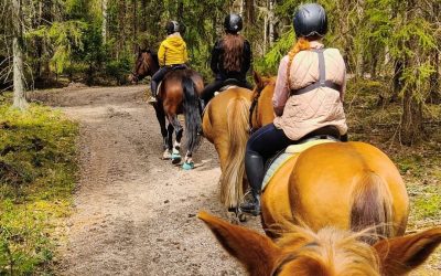 Vuonohevosmaasto 15.9.2024