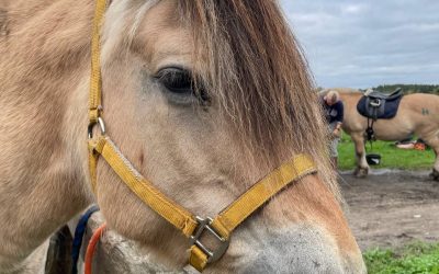 Kevätkokous ja leffailta / Spring meeting and movie night