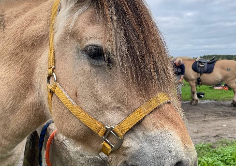 Kevätkokous ja leffailta / Spring meeting and movie night