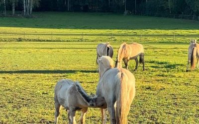 Kesäleirit Kyläkorvessa / Summer camps at Kyläkorpi